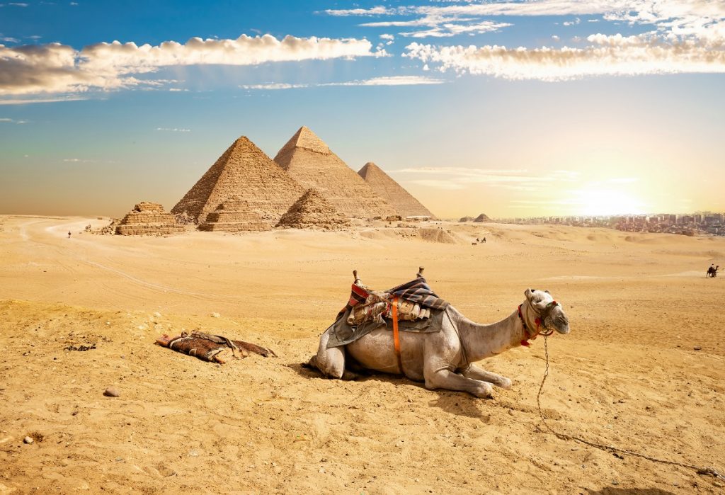 Camel and the Pyramids of Giza in Egypt