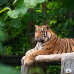 Where to spot tigers in India