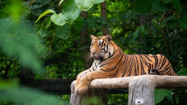 Where to spot tigers in India