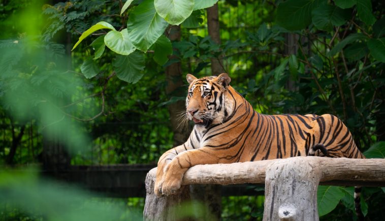 Where to spot tigers in India