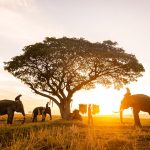 পর্যটক বাড়াতে ভিসার মেয়াদ বাড়াবে থাইল্যান্ড