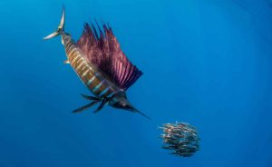 Red Sea - Solitary Sailfish