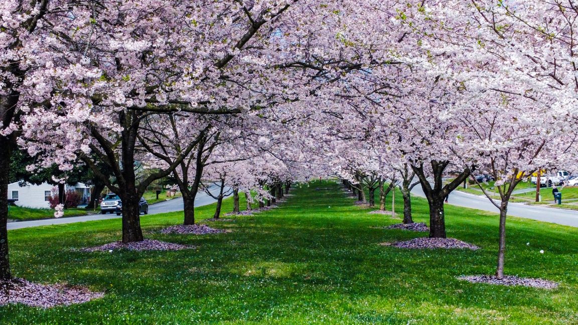 জাপানে শুরু হয়ে গেলো চেরি ফুলের মৌসুম