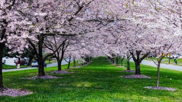 জাপানে শুরু হয়ে গেলো চেরি ফুলের মৌসুম