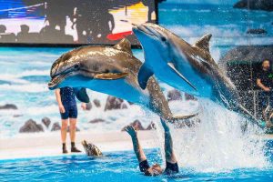 Dubai Dolphinarium & Seal Show